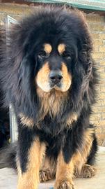 Tibetan Mastiff