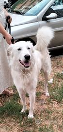 Giotto 2 anni