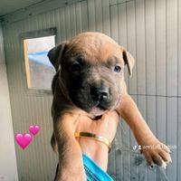 American Amstaff con pedigree