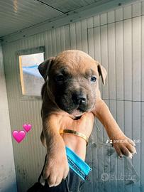 American Amstaff con pedigree