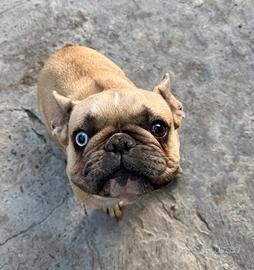 Bulldog francese