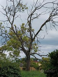 albero di noce