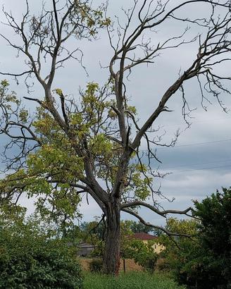 albero di noce