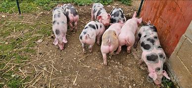 Maiali maialini Petrain duro appena svezzati