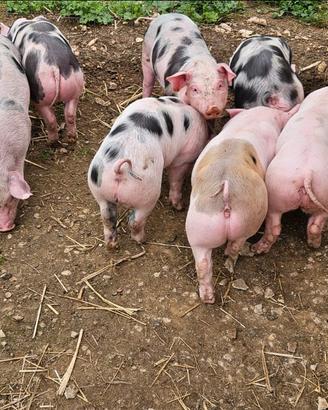 Maiali maialini Petrain duro appena svezzati