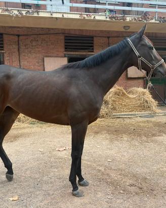 Cavalla PSI 4 anni