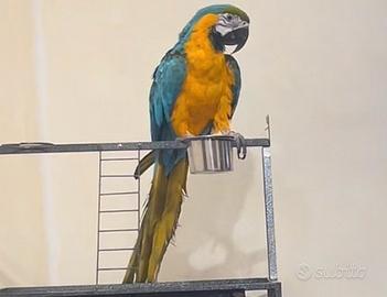 Pappagallo ararauna di 2 anni compiuti adesso