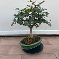 Carrubo bonsai