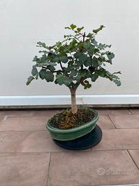 Carrubo bonsai
