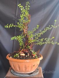 Bonsai Mirto