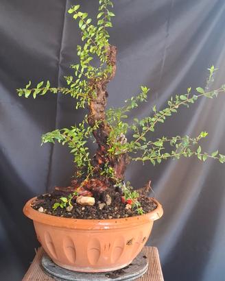 Bonsai Mirto