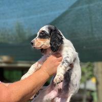 Cuccioli Setter inglese