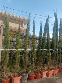 cipressi toscani 