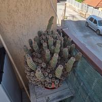 Cactus Chamaelobivia