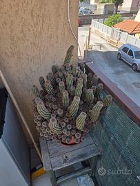 Cactus Chamaelobivia