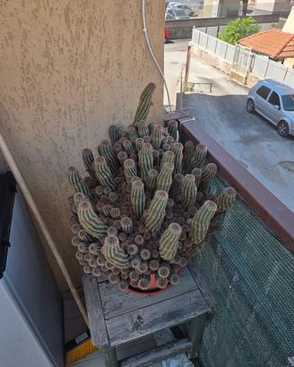 Cactus Chamaelobivia