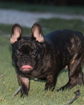 cucciolone bulldog francese 