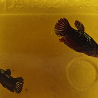 Betta splendens avatar