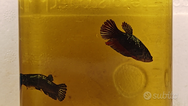 Betta splendens avatar