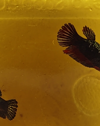 Betta splendens avatar
