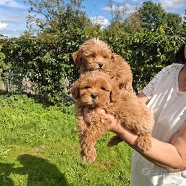 Maltipoo red