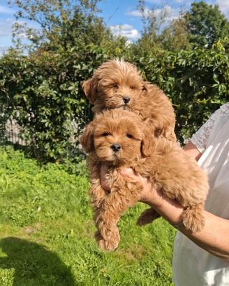 Maltipoo red