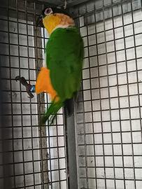 Caicco