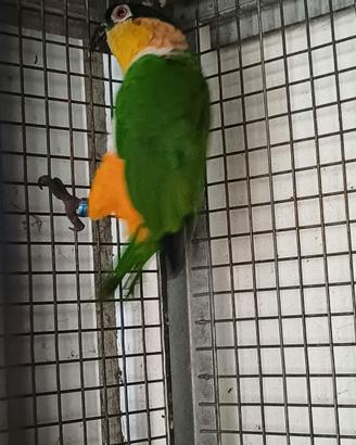 Caicco