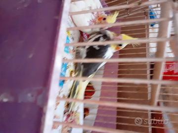 16 Pappaggalli in blocco