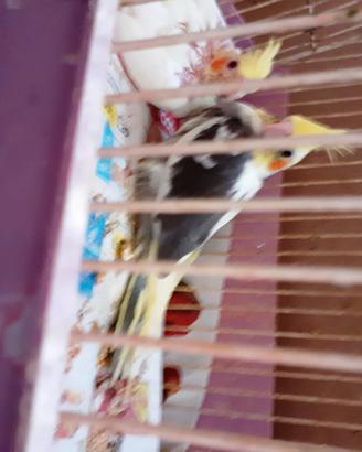 16 Pappaggalli in blocco