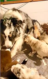 Pastore australiano Australian Shepherd pedigree