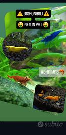 Gamberetti Caridine per acquario