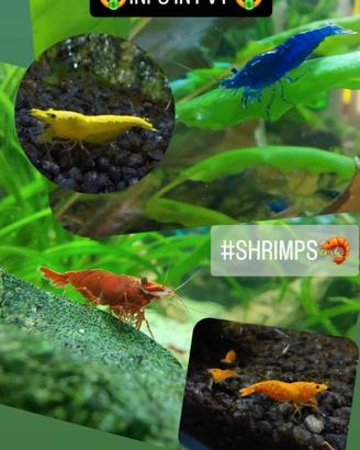Gamberetti Caridine per acquario
