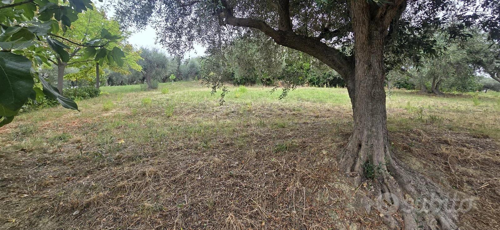 TERRENO EDIFICABILE - Altro