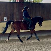 Bravissimo espanoarabo dressage cat E/F passeggiat