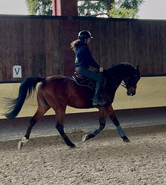 Bravissimo espanoarabo dressage cat E/F passeggiat