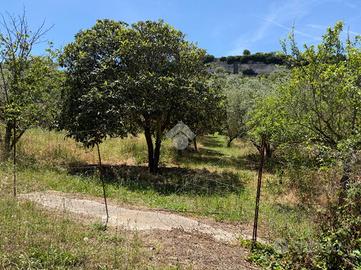 TER. AGRICOLO A OSSI