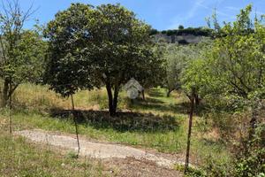 TER. AGRICOLO A OSSI