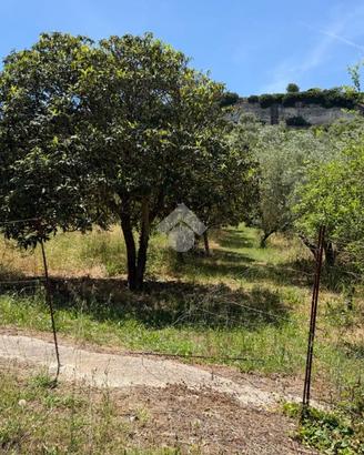 TER. AGRICOLO A OSSI