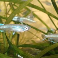 Medaka m.blue platinum