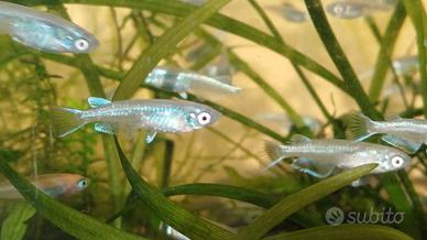 Medaka m.blue platinum