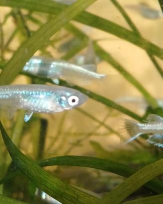 Medaka m.blue platinum