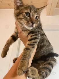 Gattini gattino