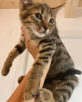 Gattini gattino