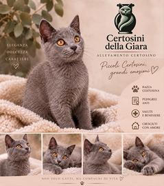 Cuccioli di Certosino alta genealogia