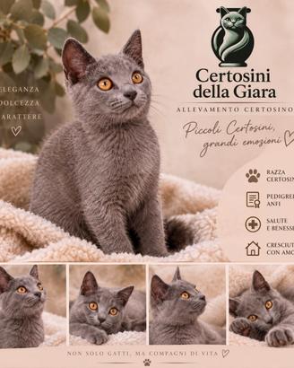 Cuccioli di Certosino alta genealogia