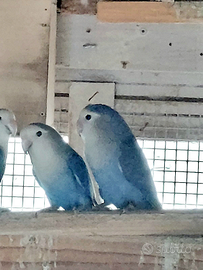 Vendo coppie pappagalli inseparabili. Vari colori