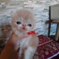 Cuccioli exotic shorthair