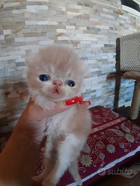 Cuccioli exotic shorthair
