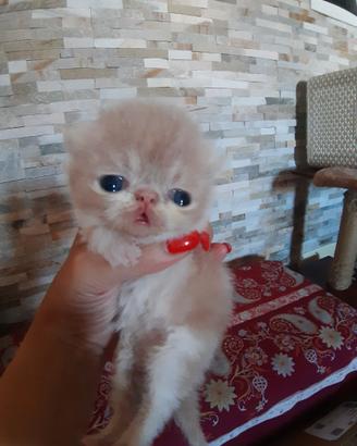 Cuccioli exotic shorthair